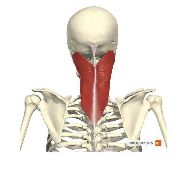 <p>Welke spier? Proximale en distel aanhechting? Innervatie? Functie?</p>