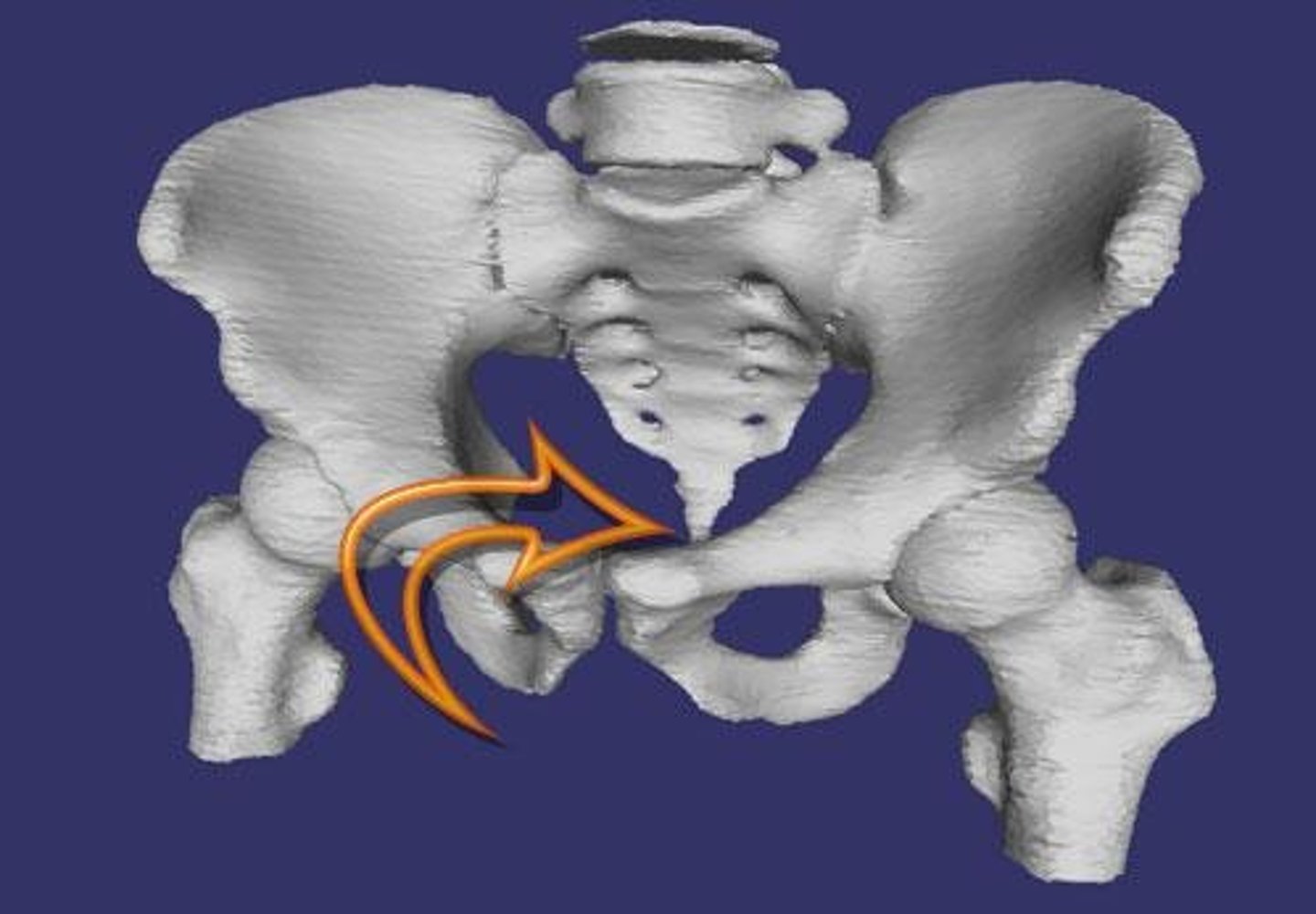 <p>last 4 vertebre</p><p>fused together</p><p>tailbone</p>