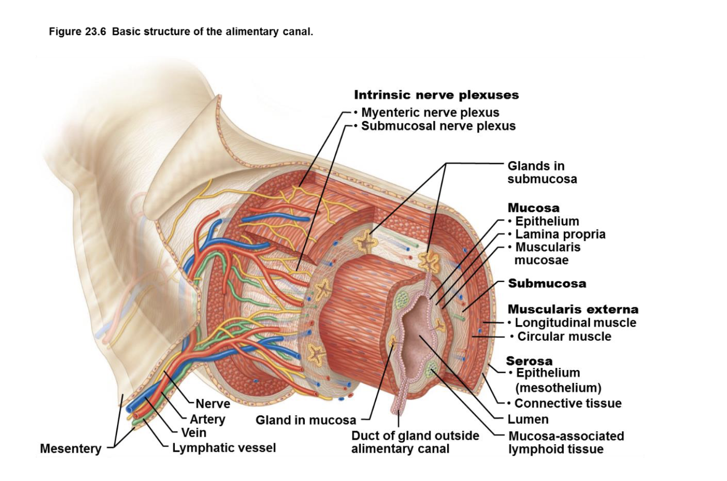 <p>* <strong>Mucosa</strong>: I<u>nnermost layer, lining the lumen (inside space) of the canal.</u></p><p>* <strong>Submucosa</strong>: Layer of connective tissue containing <u>blood vessels, lymphatic vessels, and nerves.</u></p><p>* <strong>Muscularis Externa</strong>: <u>Muscle layer responsible for motility</u> (movement) of the canal.</p><p>* <strong>Serosa</strong>: <u>Outermost layer</u>, a serous membrane providing<u> protection and support.</u></p><p>* Nerves, Blood Vessels, and Lymphatic Vessels: Embedded within these layers, supporting digestive functions.</p><p>In simple terms, it's a tube made of layers: the inner lining (mucosa), a support layer (submucosa), a muscle layer (muscularis externa), and an outer protective layer (serosa), all connected by vessels and nerves.</p>