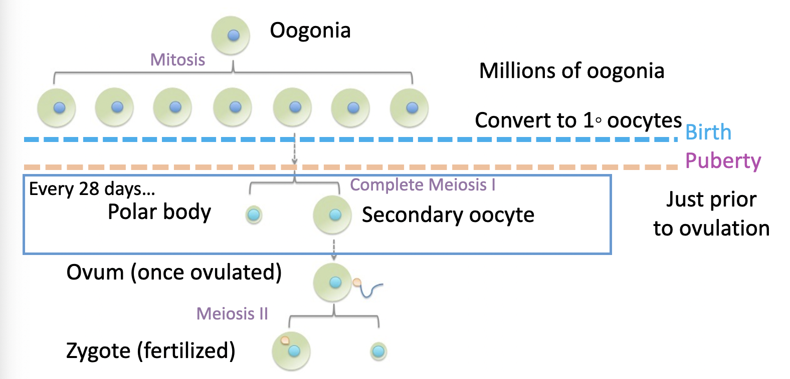 oogonia - diploid stem cells of ovaries
begin meiosis I, stops at prophase 
remains inactive in cortex of immature ovary until puberty
small number activated each month - recruited by FSH
only one continues through meiosis 