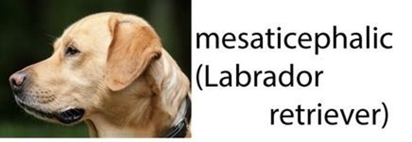 <p>The "normal" shaped dog head, least changed from an ancestral form</p><p>Bella and Lola heads are both this type</p>