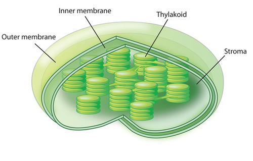 <p>A structure in the cells of plants and some other organisms that captures energy from sunlight and uses it to produce food. main function of chloroplasts is to produce food (glucose) Chloroplasts contain the pigment, chlorophyll. Chlorophyll absorbs most of the colors in the color spectrum, and reflects only green and yellow wavelengths of light. This is why we see leaves as green or yellow - because these colors are reflected into our eyes.</p>