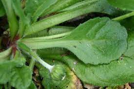 <p>Bellis perennis</p>