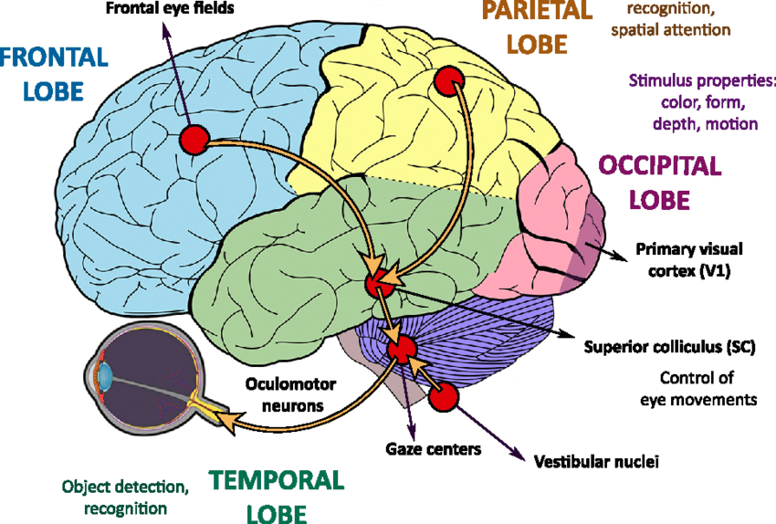 <ul><li><p>region of middle frontal gyrus </p></li><li><p>voluntary control of eye movements, especially sacacdes (quick jumps of the eyes) and tracking objects </p></li><li><p>important for visual attention, conscious, goal-direted eye movements e.g following a moving ball </p></li></ul><p></p>