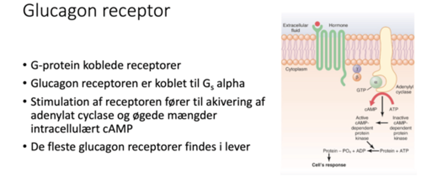 <p>Det er en g koblet receptor der siddder i cellemembranen af leverceller.</p><p>Når blodsukkeret er lavt, så binder glukagon til receptoren.</p><p>Når glukagon binder til sin receptor, så dannes der et receptor kompleks som er med til og ændre form så der aktiveres et Gs protein.</p><p>GDP omdannes til GTP på alfa subunit.</p><p>Når alfa subunit aktiveres, ATP til cAMP.</p><p>cAMP aktiverer PKA.</p><p>PKA aktiverer et enzym der nedbryder glykogen til glukose- 1 fosfat, videre til glukose 6 fosfat og videre til glukose som frigives til blodet.</p>