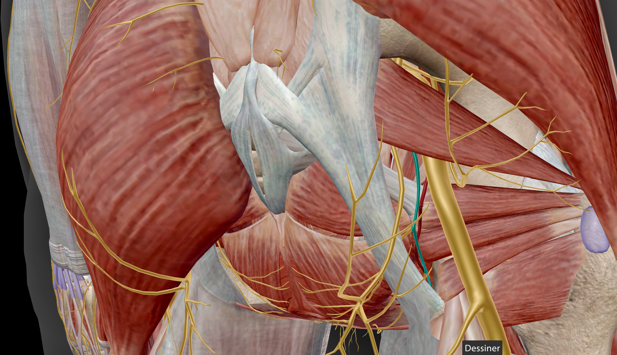 <p>M sphincter ani externus / Sphincter externus urethrae / M bulbospongiosus / M ischiocavernosus / M levator ani / sensitif pénis, clitoris, anus, canal anal, partie inférieur vagin, peau grandes lèvres, partie postérieure scrotum</p>