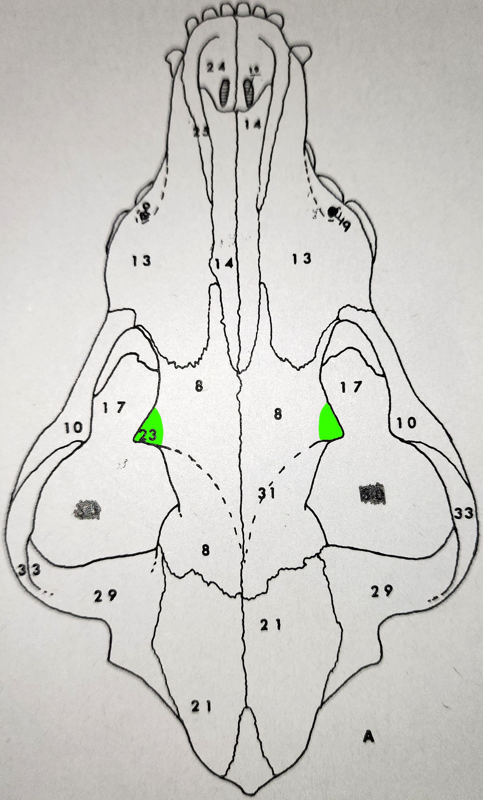 knowt flashcard image