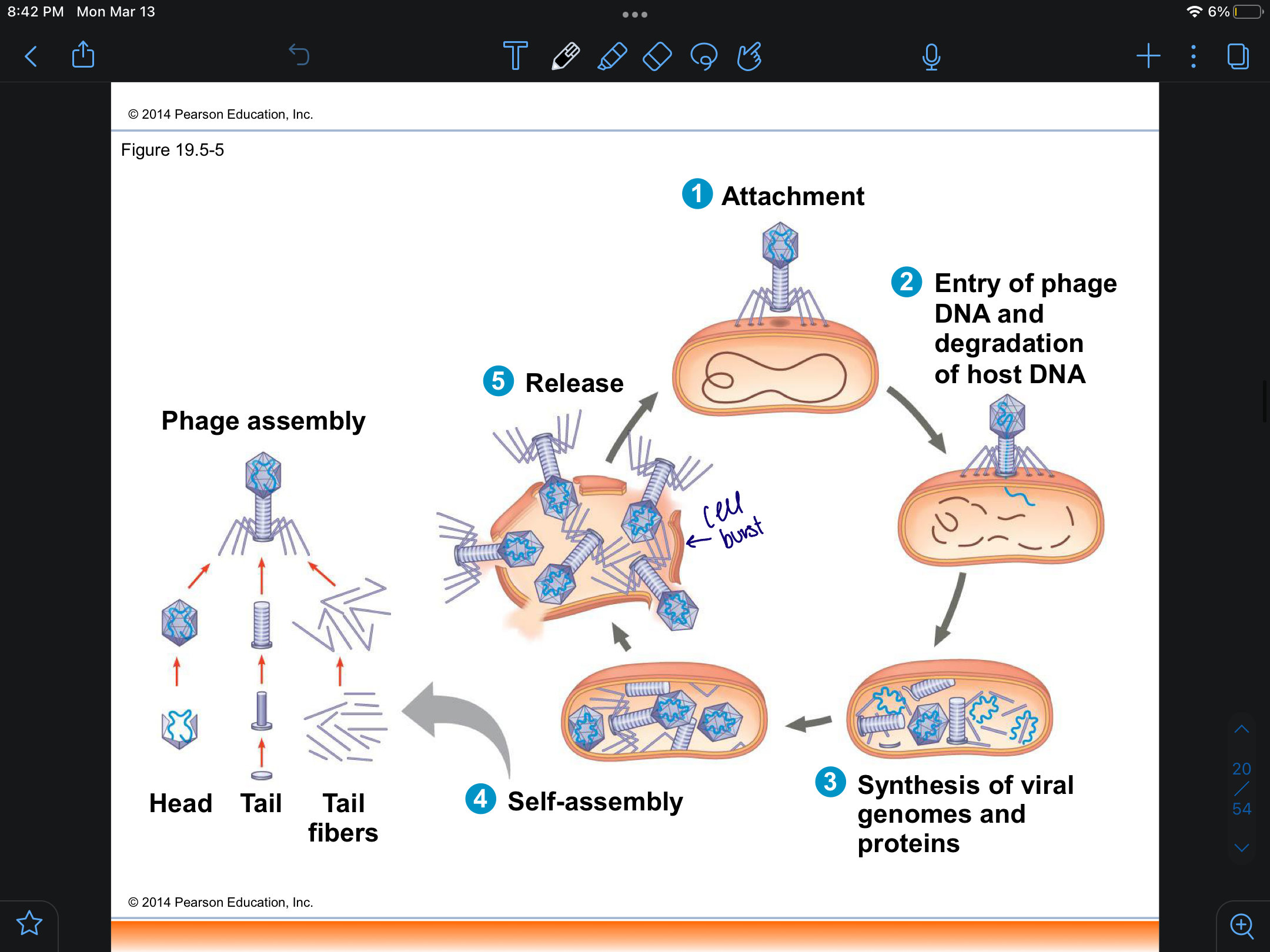 <p>lytic cycle</p>