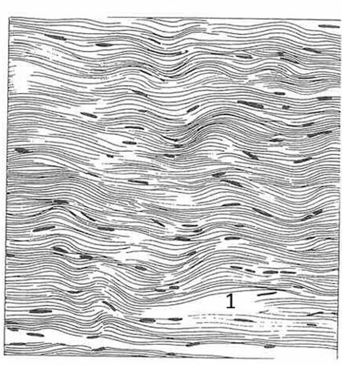 <p>what is the name of this tissue?</p>