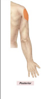 <p>Sensory: upper, lateral arm</p><p>Motor: Deltoid and Teres Minor</p>