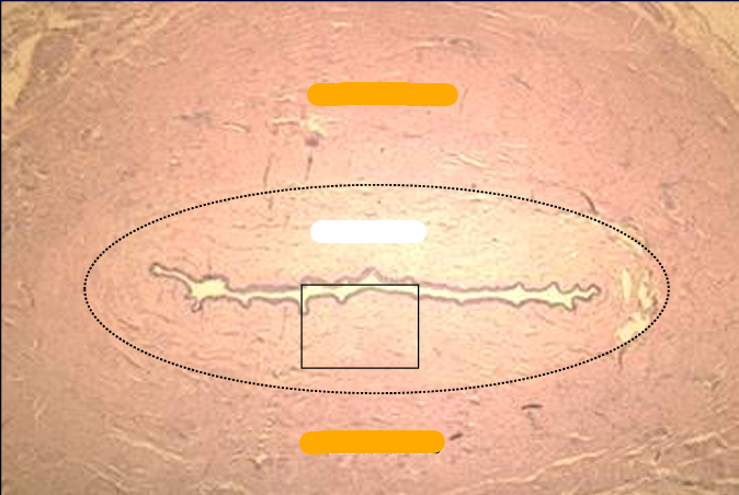 <p>Identify the cut:</p><p>Identify the structure:</p><p>Specie:</p><p>Stain used:</p><p>Orange:</p><p>White:</p>