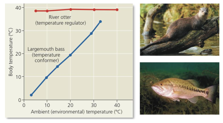 Conformer 

➔ Animal allows its internal condition to change in accordance with _____ changes in particular variables 

◆ Ex. Largemouth ____ - conforms to the ________ of the lake it inhabits

➔ Does not need to involve changes in an internal variable

◆ Marine invertebrates (ex. Spider ____) 

● Internal ____ concentration conforms to stable salinity of their environment