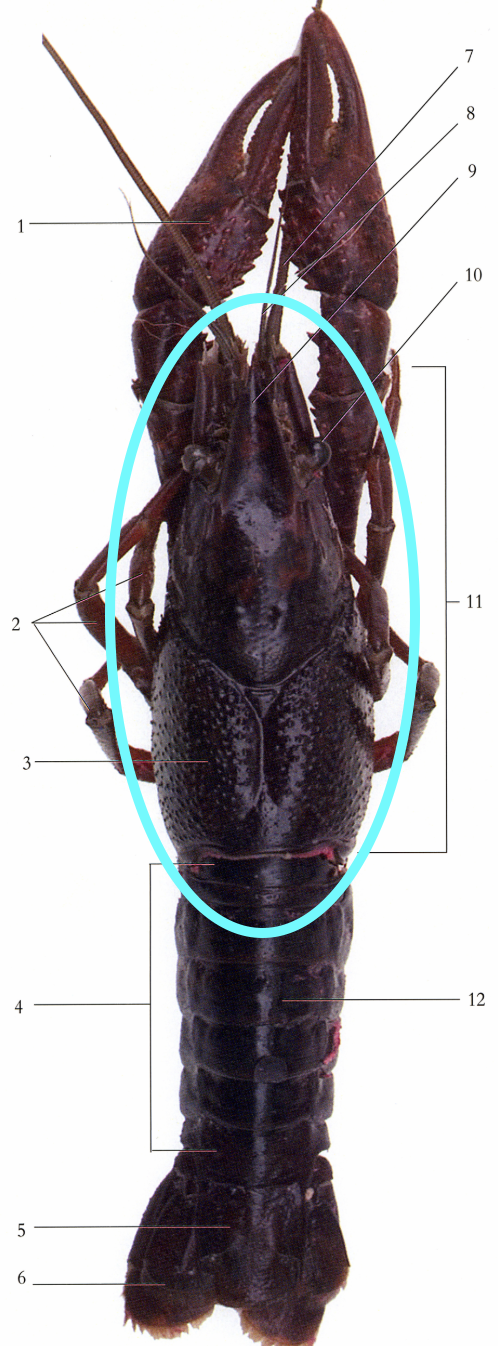 <p>Crayfish: Head and middle of body</p>
