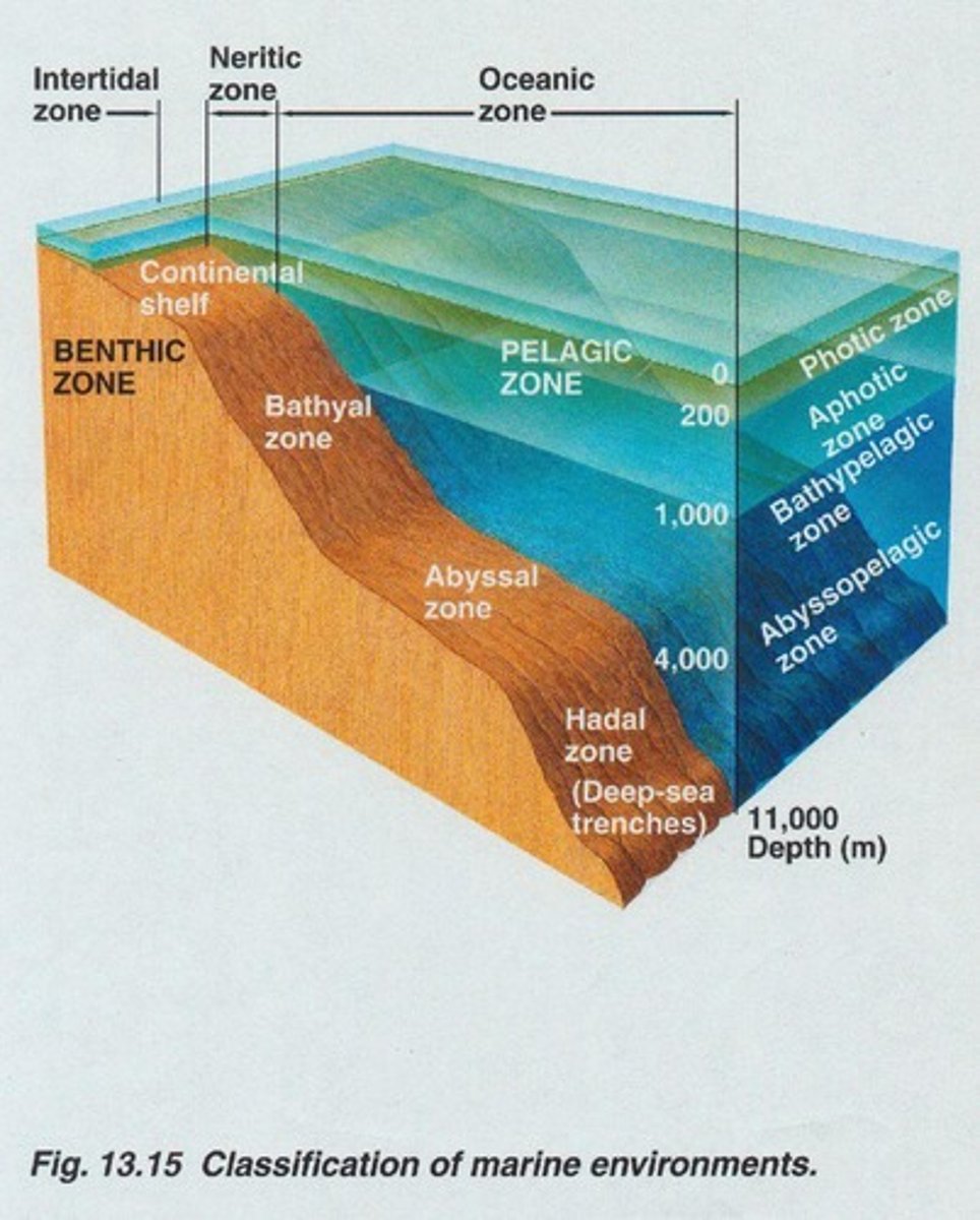 <p>Referring to the bottom environment of oceans or lakes.</p>