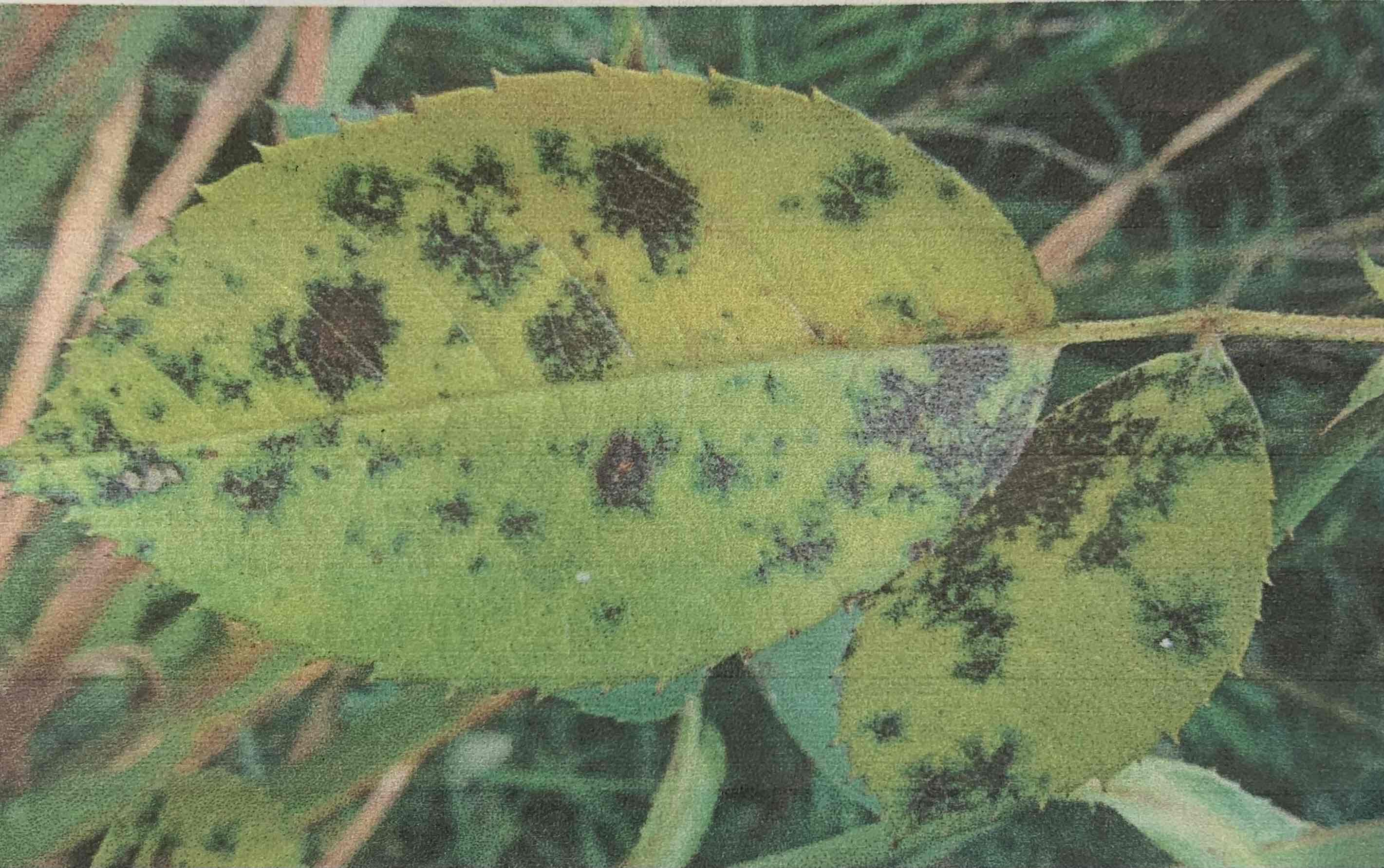 term image