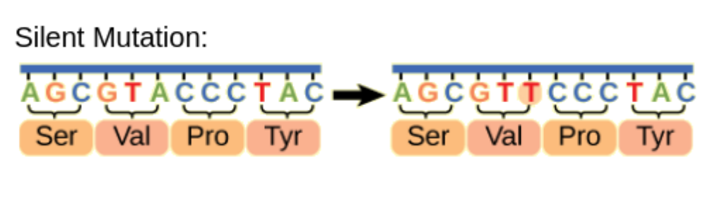<p>A point mutation where a substituted base results in altered codon, which will code for the same amino acid.</p>