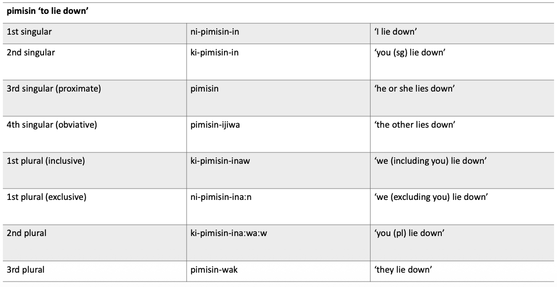 <p>Morphology</p><p>_____________: Cree has this. </p><ul><li><p>“We” all of us are included vs.</p></li><li><p>“We” not you guys</p></li></ul><p></p>