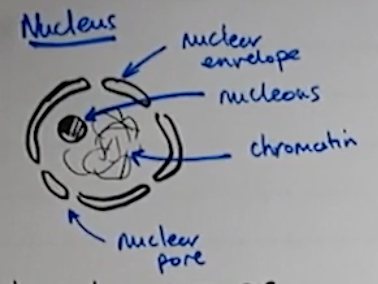 knowt flashcard image