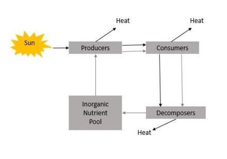 <p>Energy flow is the flow of energy through living things within an ecosystem.</p>