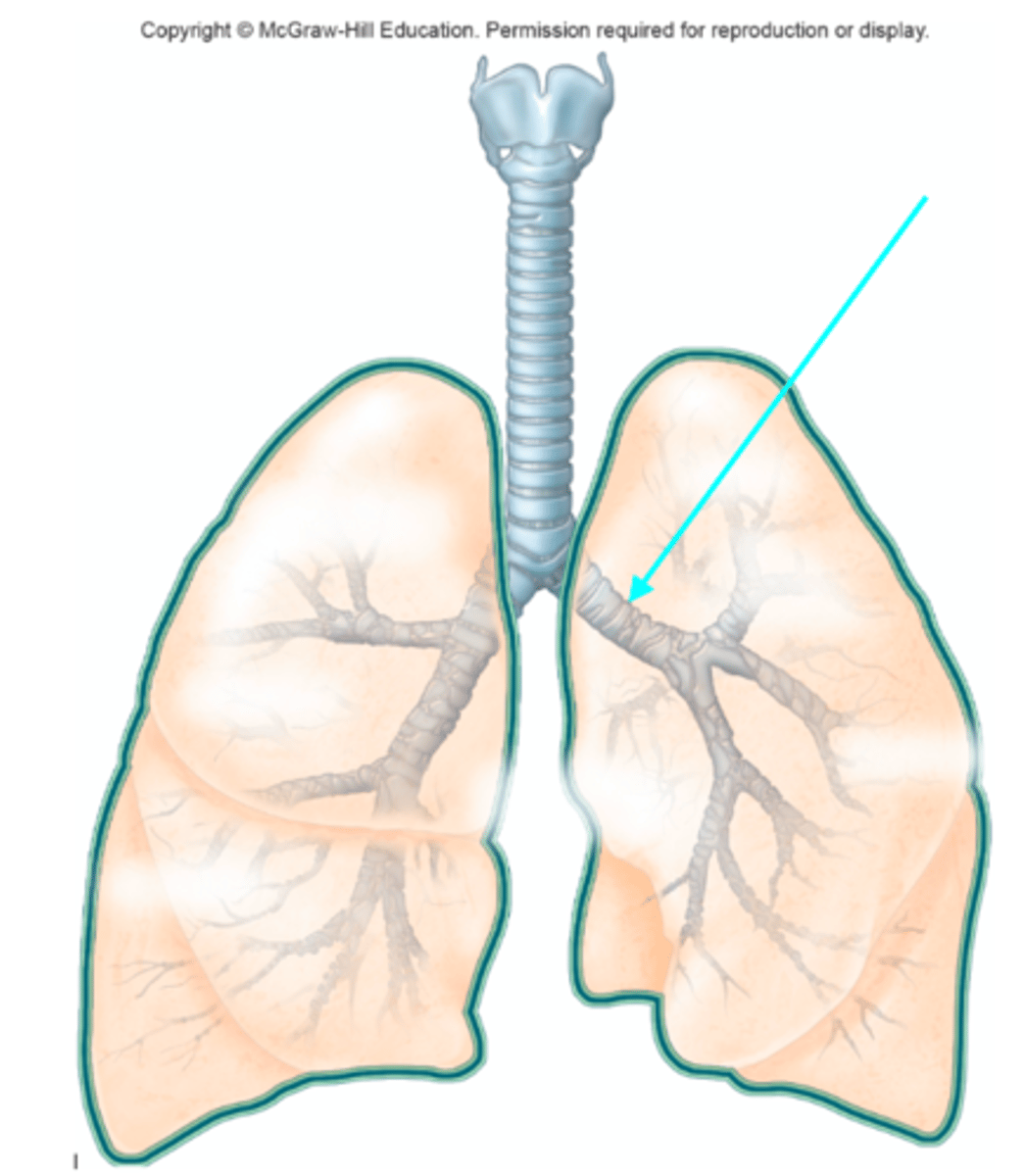 <p>Which structure of the lung diagram is the blue arrow pointing at?</p>