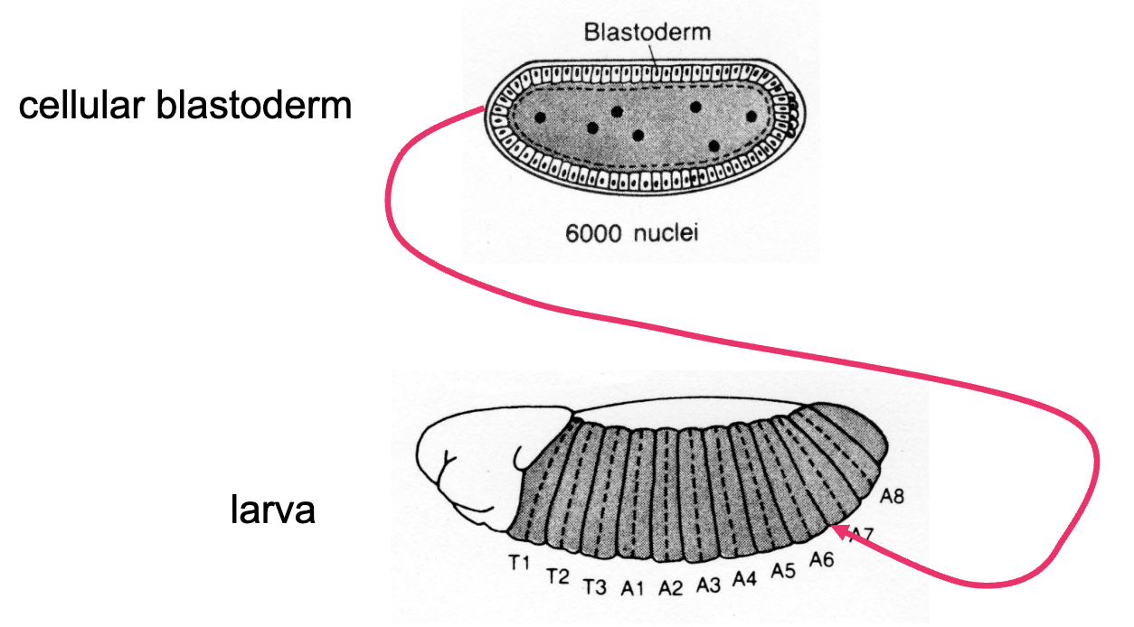 <ul><li><p>researchers concluded that blastoderm cells are determined </p></li><li><p>if these cells are determined, if we were to inject cytoplasm from an anterior cell into a posterior cell, we would see: </p><ul><li><p>that injected cells continue developing into posterior structures</p></li><li><p>posterior cells no longer responding to signals in anterior cytoplasm, no longer changing fate</p></li></ul></li><li><p>the anterior-posterior and dorsal-ventral axes are already established</p></li></ul><p></p>