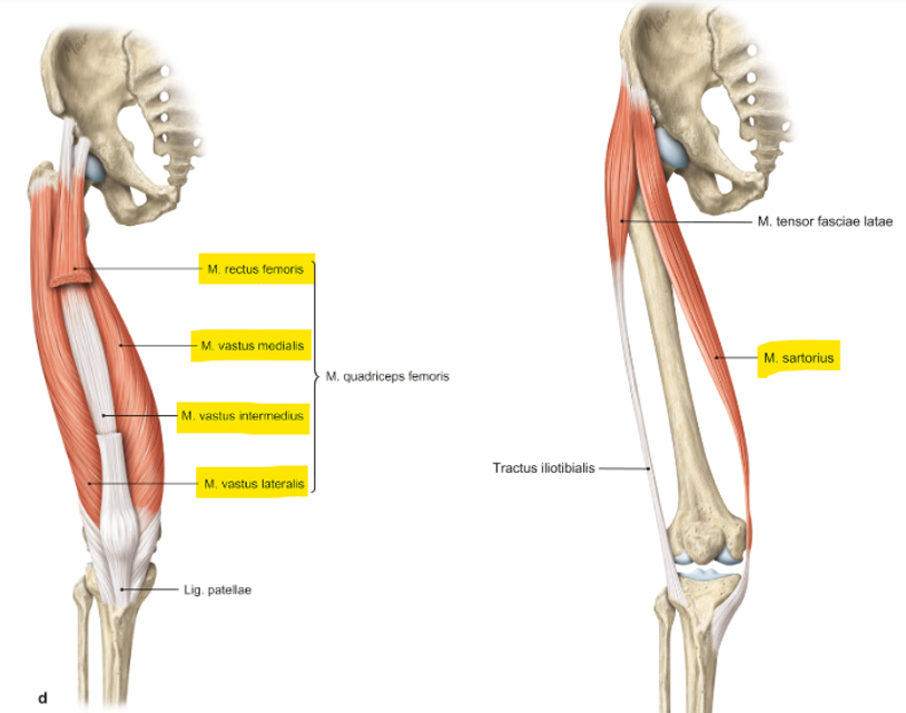 <p>m. quadriceps femoris</p><ul><li><p>m. rectus femoralis</p></li><li><p>m. vastus lateralis</p></li><li><p>m. vastus medialis</p></li><li><p>m. vastus intermediaire</p></li></ul><p>m. sartorius</p><p></p>