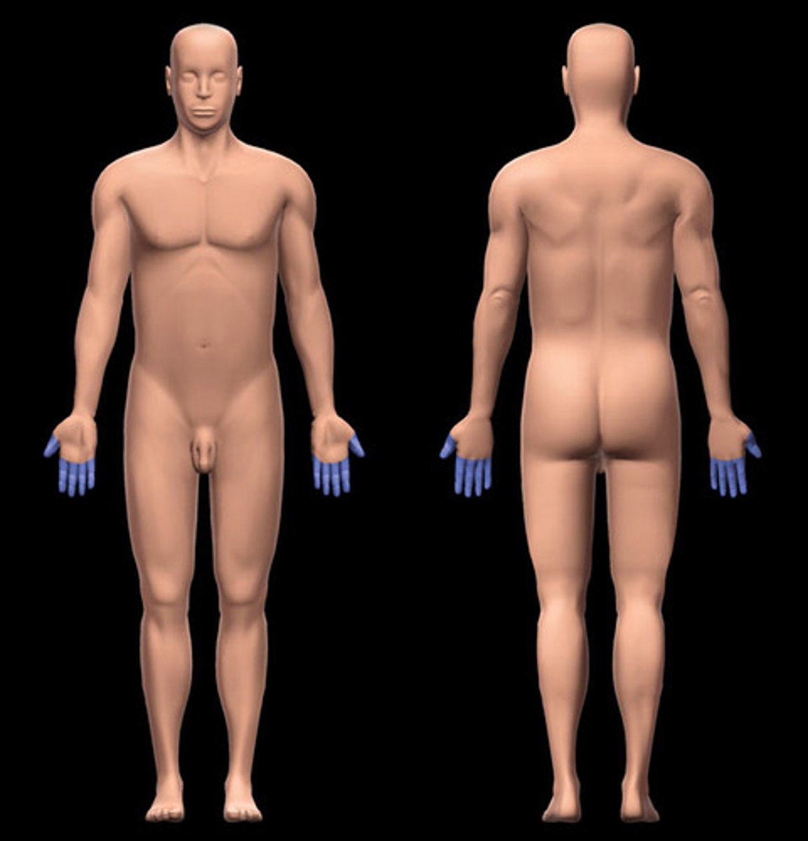 <p>hand region</p>