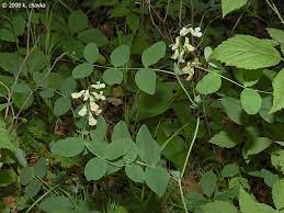Cream-coloured vetchling