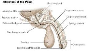 <p><strong>Q:</strong> What is the role of Cowper’s (bulbourethral) glands in the male urethra?</p>