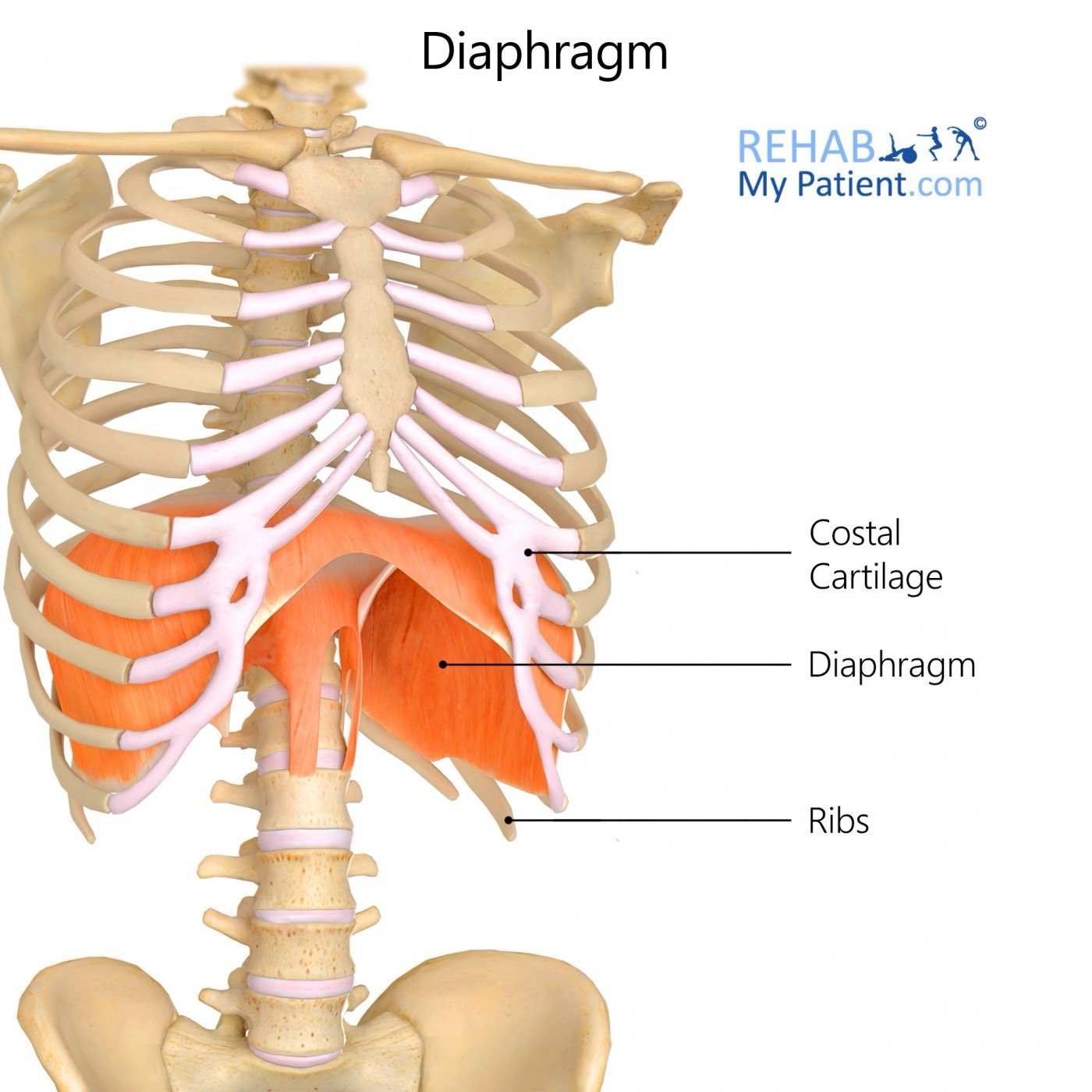 <p>diaphragm (PF) action/function</p>