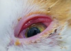 <p>Chlamydial conjunctivitis</p>