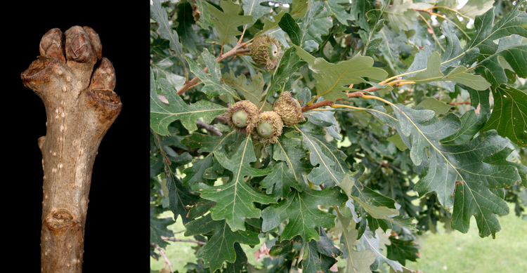 <p>bur oak, Quercus macrocarpa (Fagaceae)</p>