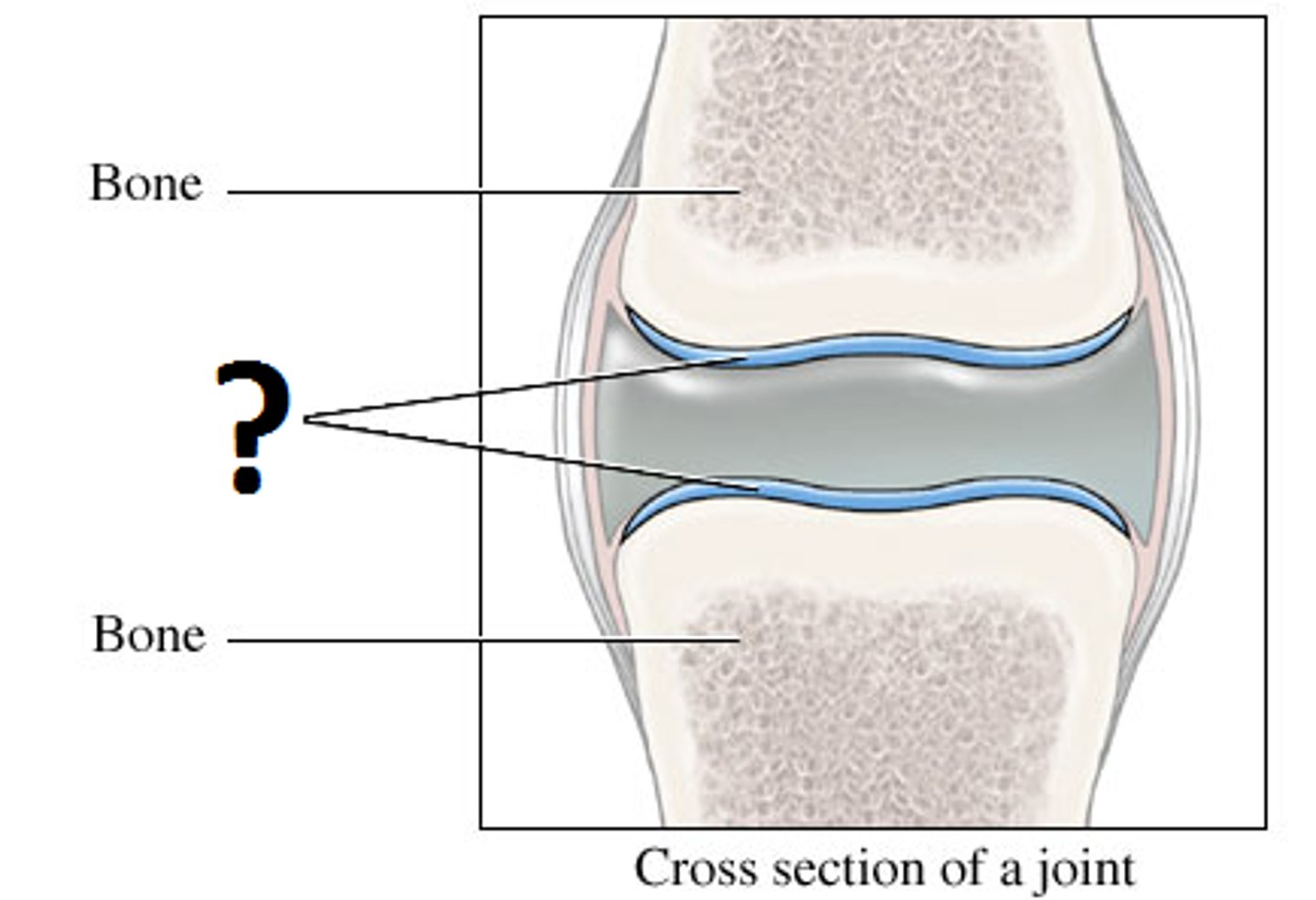 <p>strong connective tissue that supports the body and is softer and more flexible than bone</p>