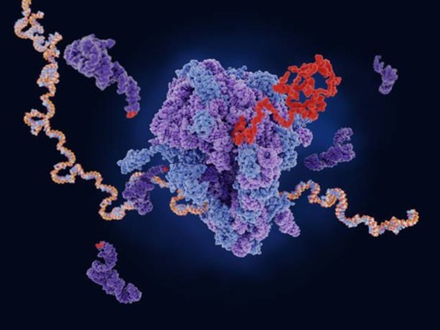 <p>The process of synthesizing mRNA from a DNA template.</p>