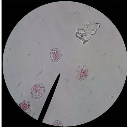 <p>What taxa (group) does this species belong to?</p>