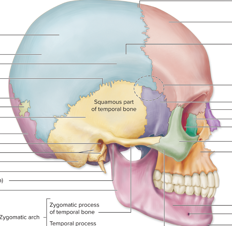 <p>Find the ramus of the mandible</p>