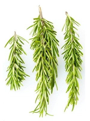 has a stem that branches out to small green pieces. It is green overall and the pieces on the small stems are small and narrow, typically short-medium in length.