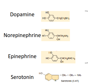 <p>Biogenic amines include dopamine, norepinephrine, epinephrine, and serotonin. Catecholamines are characterised by a catechol group with two hydroxyl groups and an ethanolamine side chain containing an amine.</p>