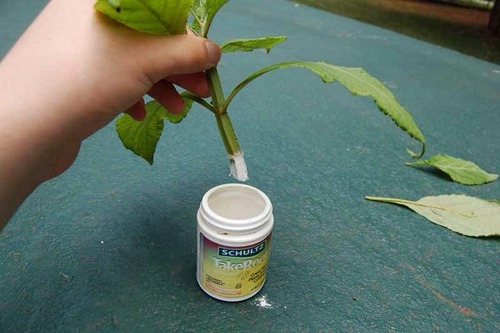Auxins in specific concentrations can promote the growth of the roots of plant cuttings