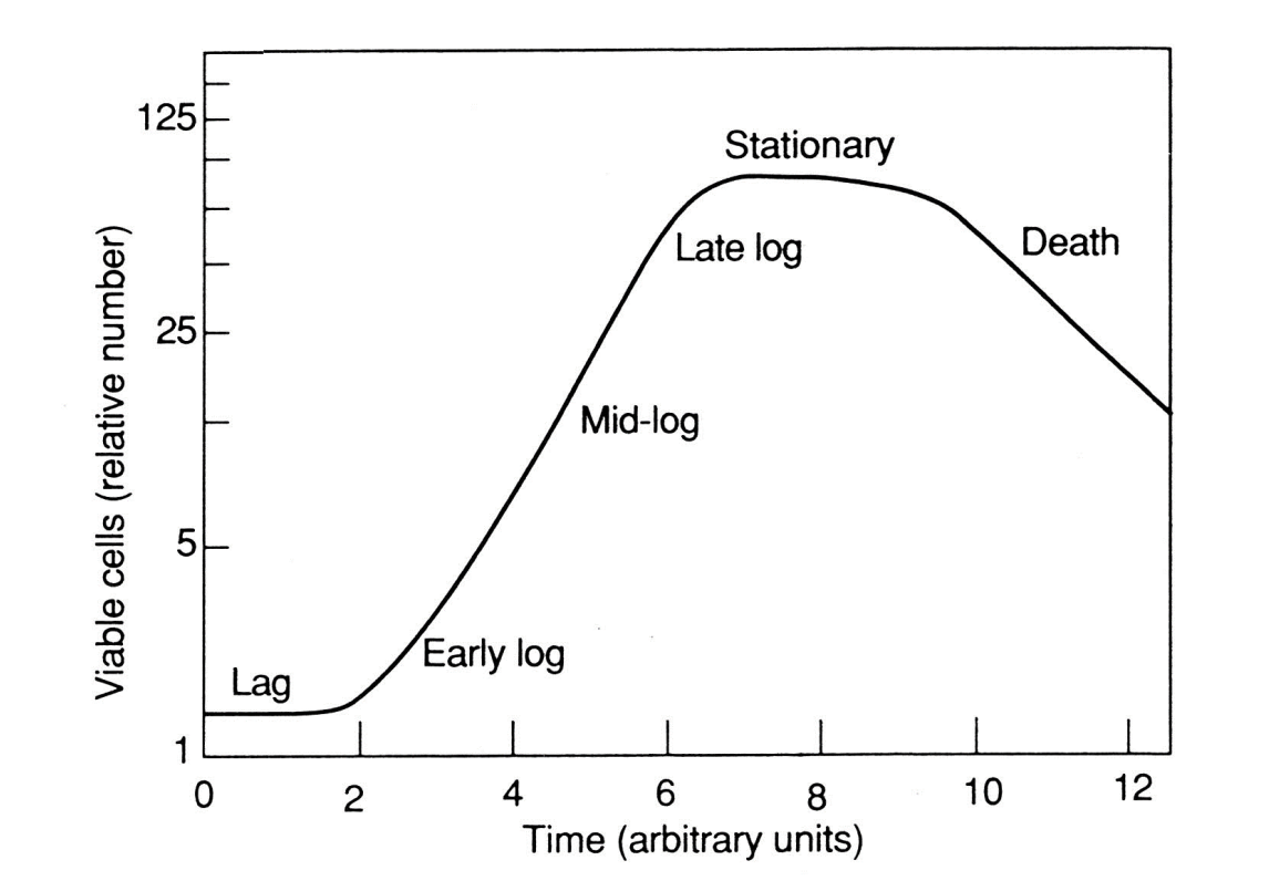 <ol><li><p>Lag: adapting to environement</p></li><li><p>Log phase: exponential growth</p></li><li><p>Stationary: stops due to lack of nutrients or toxic waste</p></li><li><p>Death: exponential loss of viable cells</p></li></ol><p></p>