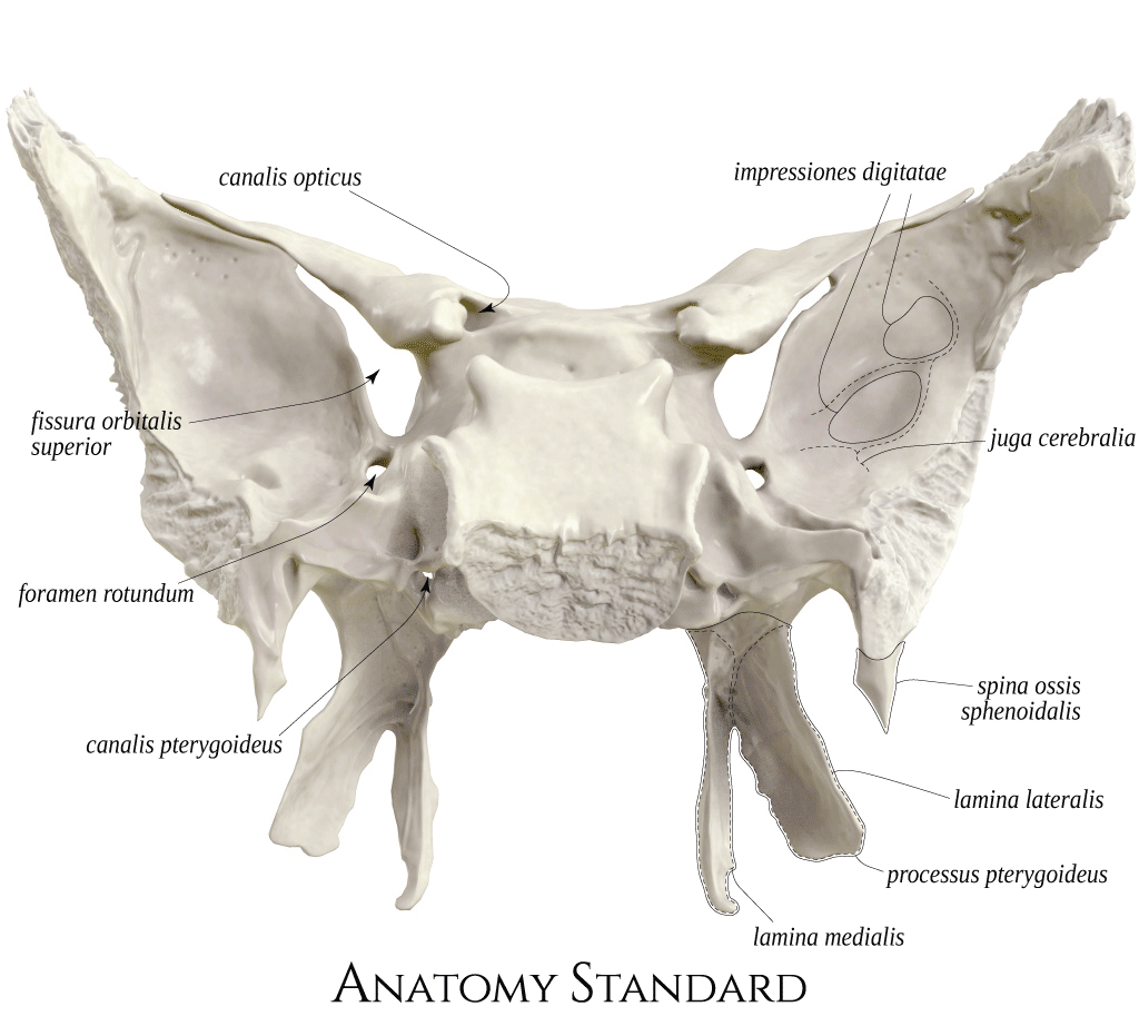 <p>Është kanal i lokalizuar në skajin lateral të chiasma optica dhe medialisht nga processus clinoideus anterior. Shërben për kalimin e n. opticus dhe a. ophtalmica nga maja e orbitës në zgavrën kraniale.</p>