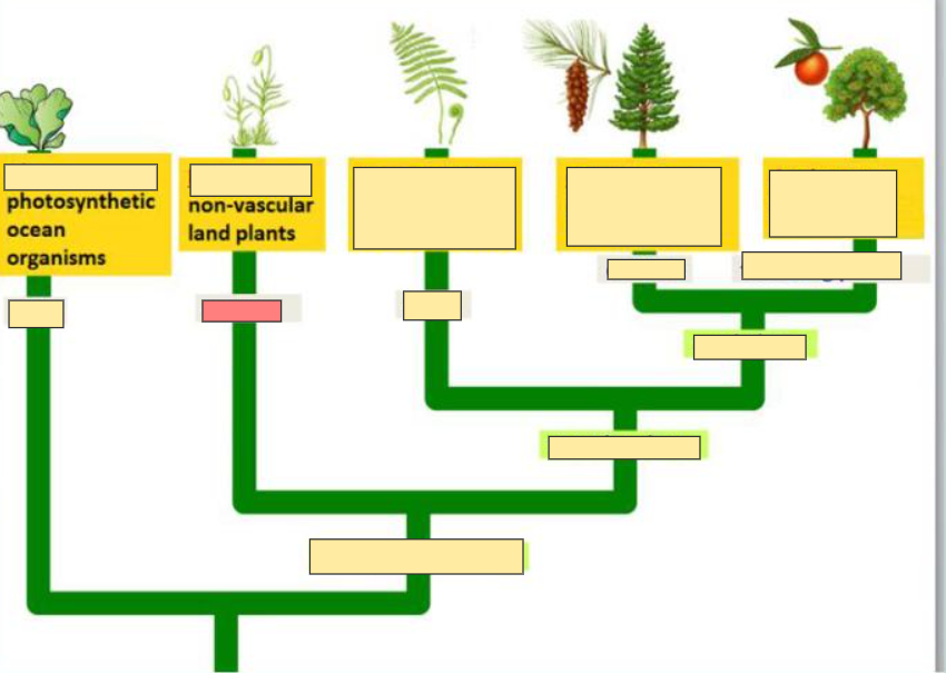 <p>example of Bryophytes</p>