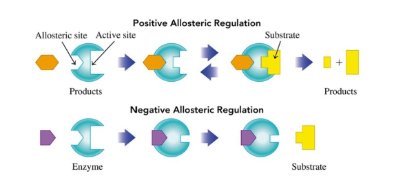 <ul><li><p>allosteric sites are sites on the enzyme that is different from the active site</p></li><li><p>binding to the allosteric site changes the shape of the active site</p></li></ul>