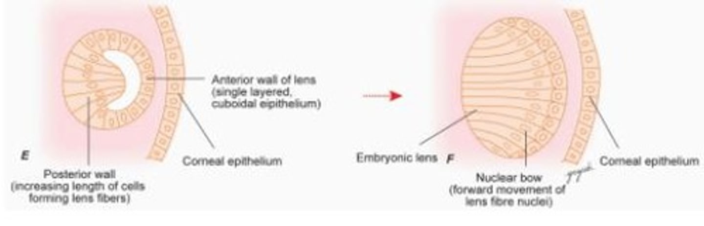 <p>The central region of the lens formed by primary lens fibers during the early stages of lens development.</p>
