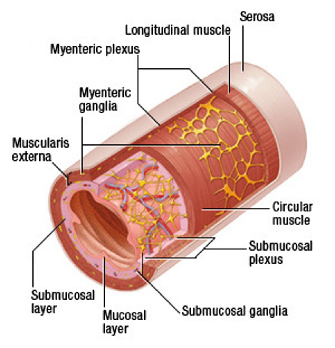 <p>neural tissue associated with the digestive system that is responsible for nervous control through autonomic connections</p>