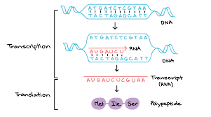 <p>What is transcription and translation?</p>