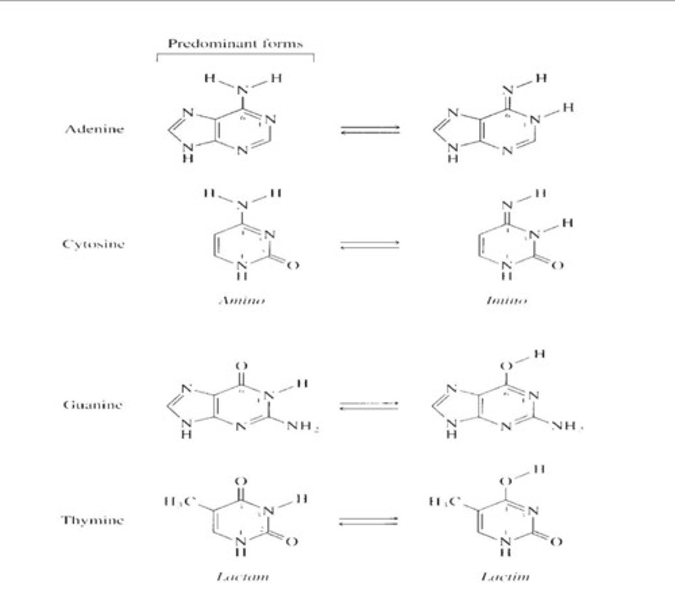 <p>altrnaive forms of the same molecule - can interchange <br>- H atoms on bases can transiently and spontaneously change position</p>