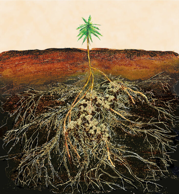 <p>The plant gets nutrients and water, the fungus gets carbon</p>