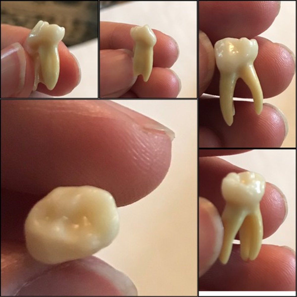 <p>What tooth is this ?</p>