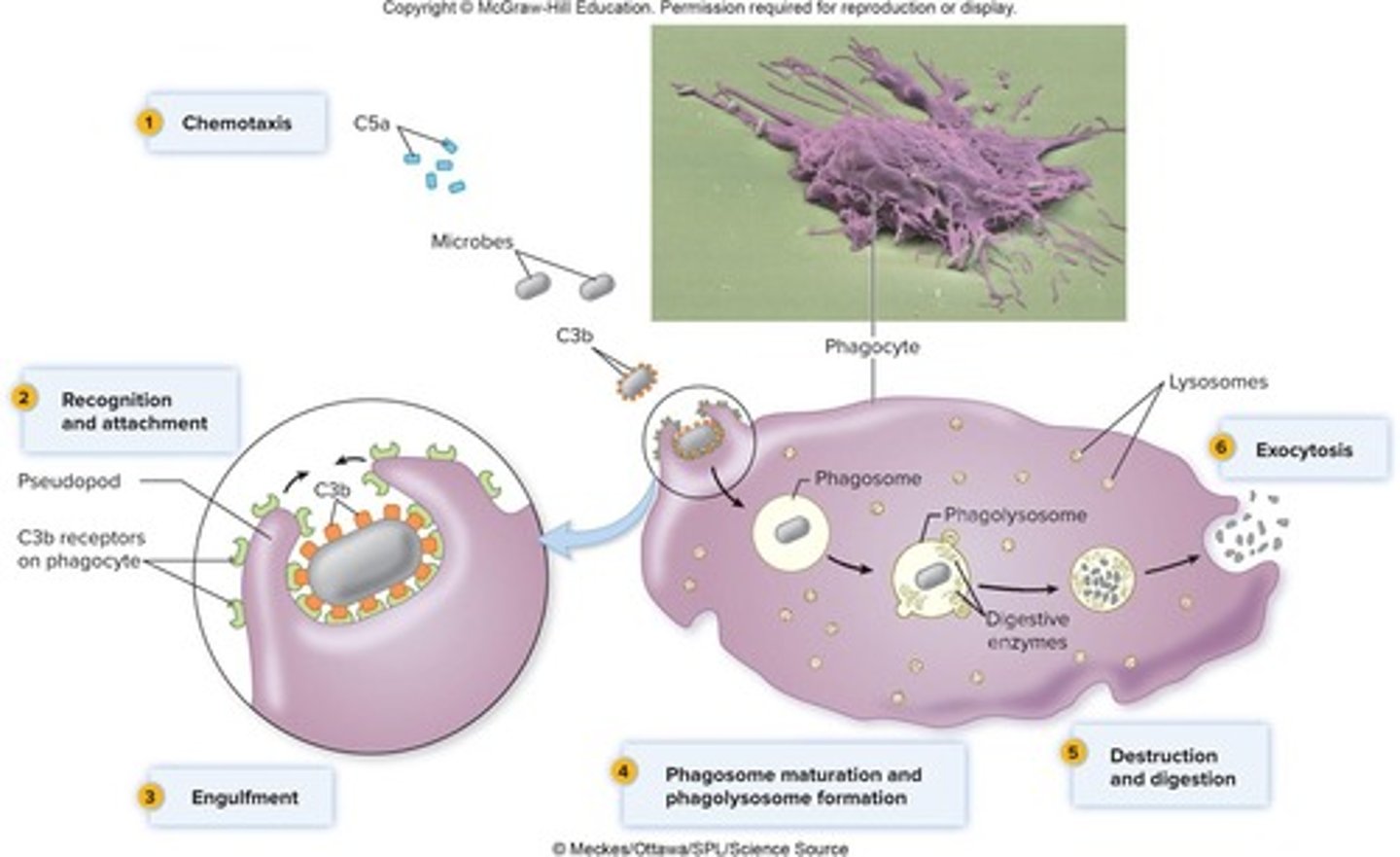 <p>They engulf and destroy pathogens and debris.</p>